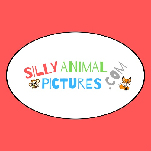 Silly Animal Pictures Coloring Pages Online Presentations Channel